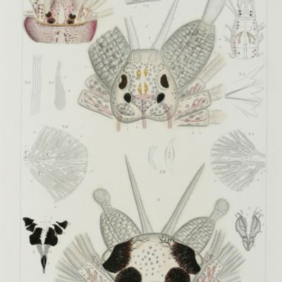 Les annélides chétopodes du Golfe de Naples. I, II, Supplément. [Complete].