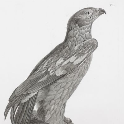 image for Description de l'Egypte. Histoire naturelle. Oiseaux. Planche 2. [Falcon and eagle]