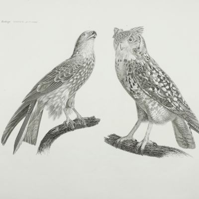 Description de l'Egypte. Histoire naturelle. Oiseaux. Planche 3. [Falcon and owl]