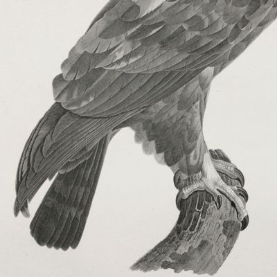 Description de l'Egypte. Histoire naturelle. Oiseaux. Planche 12. [Eagle]