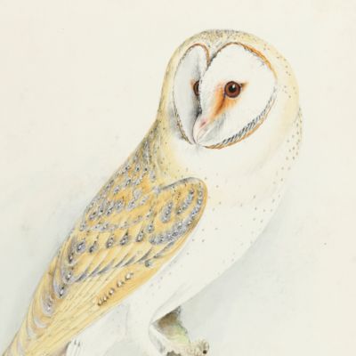 image for Bird plates. Barn or yellow owl.<em></em>