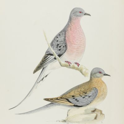 Bird plate. Passenger pigeon (Male & Female), <em>Columba migratoria</em> (Linn.).<em></em>