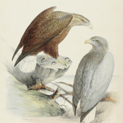 Bird plate. White-tailed eagle. <em>Halioeetus albicilla</em> (Sav.).<em></em>