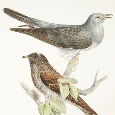 Bird plate. Cuckoo, <em>Cuculus canorus</em> (Linn.).