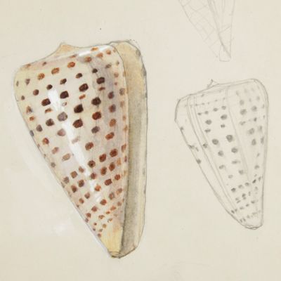 image for Cone shell [ <em>Conus betulinus</em>]. Original watercolour and pencil drawings.