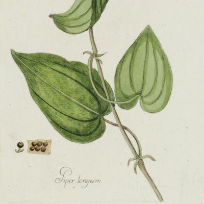 Botanica Pharmaceutica exhibens plantas officinalis quarum nomina indispensatoris recentur, cum Iconibus… Plate 238. <em>Piper longum</em>. [Pepper plant].<em></em>