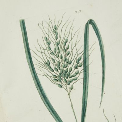 Botanica Pharmaceutica exhibens plantas officinalis quarum nomina indispensatoris recentur, cum Iconibus… Plate 212. <em>Oriza sativa</em>. [Rice].<em></em>