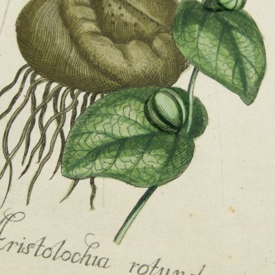 Botanica Pharmaceutica exhibens plantas officinalis quarum nomina indispensatoris recentur, cum Iconibus… Plate 95. <em>Aristolochia rotunda</em>. [Smearwort].<em></em>