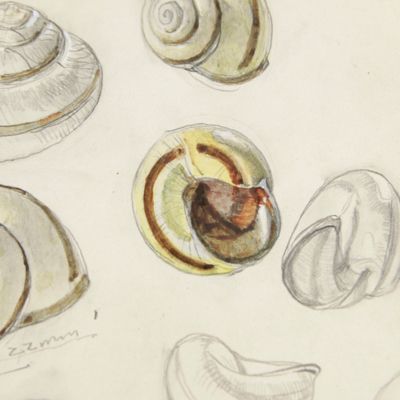 European grove snail. <em>Cepaea nemoralis</em> (L.). Original watercolour and pencil drawings.
