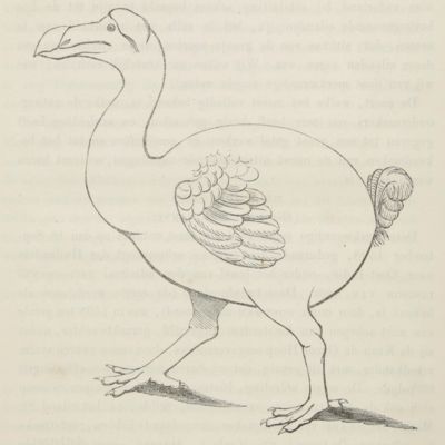 image for Over de struisachtige vogels (Struthiones). Album der natuur: Een werk ter verspreiding van natuurkennis onder beschaafde lezers van allerlei stand. 1854.