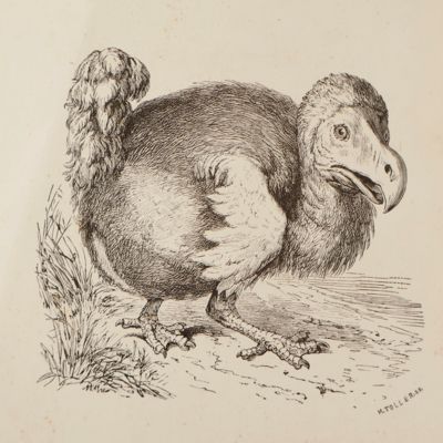 Die Vögel Madagascars und der benachbarten Inselgruppen. Ein Beitrag zur Zoologie der äthiopischen Region. Mit einer kürzlich entdeckten Original-Abbildung der Dronte von R. Savry.