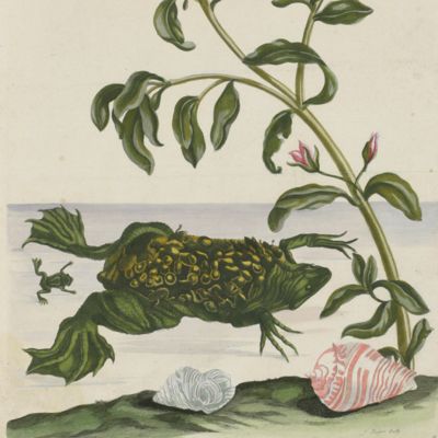 Metamorphosis insectorum Surinamensium. Plate 59.