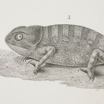 image for Description de l'Egypte. Zoologie. Reptiles. Plate 4.