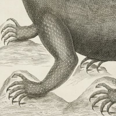 image for Giant lizard [Plate 101 of Seba's <em>Locupletissimi rerum naturalium thesauri accurata descriptio</em>I].
