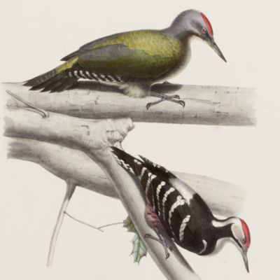 Galerie ornithologique ou collection d'oiseaux d'Europe. Décrits par Alcide d'Orbigny, dessinés d'après nature par Thiolat & Delarue. [et E. Traviès].