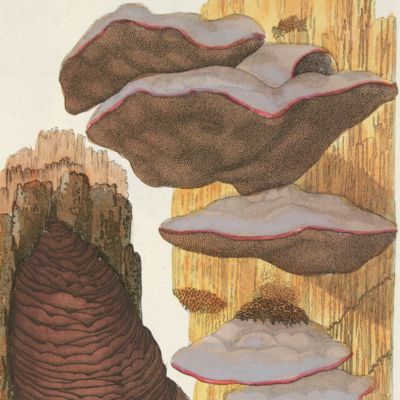 Fungi austriaci delectu singulari iconibus XL observationibusque illustrati. Editio nova. Oesterreichs Schwämme in einer Auswahl durch vierzig Abbildungen und Beobachtungen beleuchtet. Neue Ausgabe.