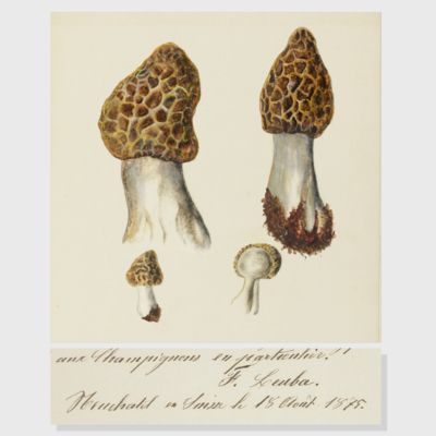 image for Monographie du genre <em>Morchella</em>. Traité au point de vue historique, botanique et chimique.