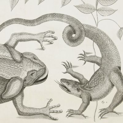 American frog and American lizard [Plate 76 of Seba's <em>Locupletissimi rerum naturalium thesauri accurata descriptio</em> Volume I].