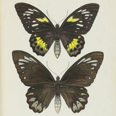 Beitrag zur Kenntniss der Lepidopteren-Fauna von Neu Guinea.