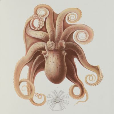 image for Descriptions of some new and rare Cephalopoda (Part II).