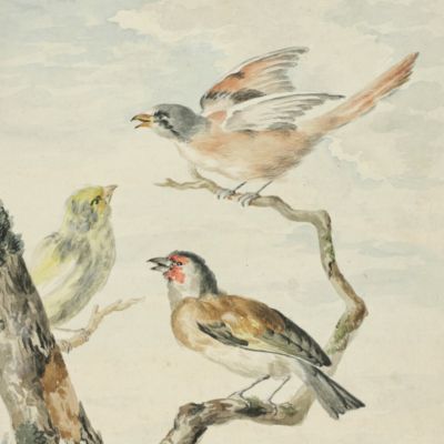European canary, finch, European goldfinch. [Original watercolour painting].