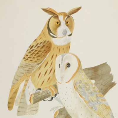 Ornithologie brésilienne. Ou histoire des oiseaux du Brésil, remarquables par leur plumage, leur chant ou leurs habitudes. Plate 5. <em>Otus clamator</em>, <em>Strix perlata</em>, and <em>Strix pumila</em>. [Striped owl, pearl-spotted owlet, and pygmy owl].