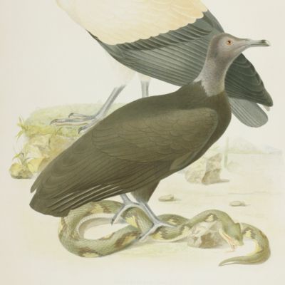 image for Ornithologie brésilienne. Ou histoire des oiseaux du Brésil, remarquables par leur plumage, leur chant ou leurs habitudes. Plate 1. <em>Sarcoramphus papa</em> [King vulture] and <em>Percnopterus jota</em> [Black vulture].