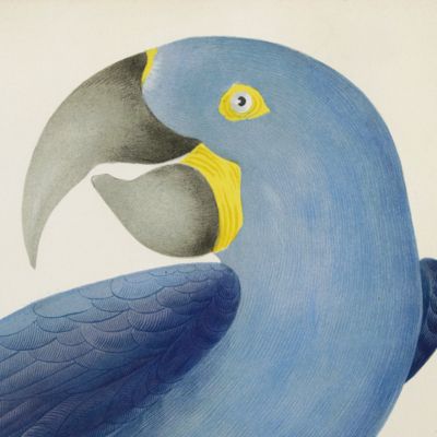 Ornithologie brésilienne. Ou histoire des oiseaux du Brésil, remarquables par leur plumage, leur chant ou leurs habitudes. A magnificent parrot plate. Plate 8. <em>Ara hyacinthus</em> [Hyacinth ara].