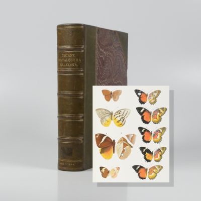 image for Rhopalocera Malayana: A description of the butterflies of the Malay Peninsula.
