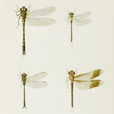 image for Collections Zoologiques du Baron Edm. de Selys Longchamps. Catalogue systématique et descriptif. Aeschnines. [Fasc. XVIII-XX]. [Complete].