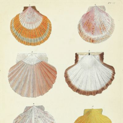 image for Historia naturalis testaceorum Britanniae, or, the British conchology; containing the descriptions and other particulars of natural history of the shells of Great Britain and Ireland: illustrated with figures. In English and French.