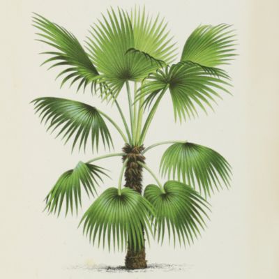 image for Les palmiers. Histoire iconographique.