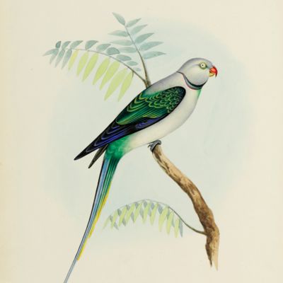 image for Illustrations of Indian Ornithology.