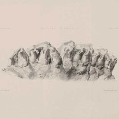 Indian Tertiary and post-Tertiary Vertebrata. Vol. II. Part 1. Siwalik Rhinocerotidae. Part 2. Supplement to Siwalik and Narbada Proboscidia.