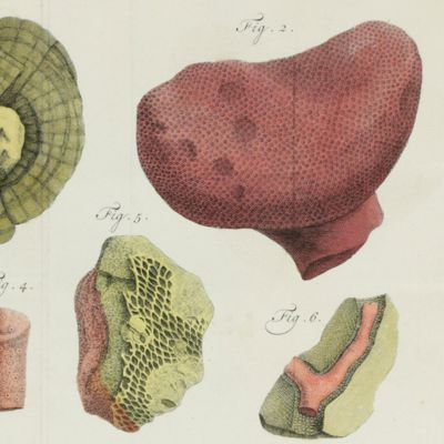 Natuurlyke historie of uitvoerige beschrijving der dieren, planten en mineraalen, volgens het samenstel van den Heer Linnaeus. Met naauwkeurige afbeeldingen. Derde deels, eerste stuk. De versteeningen.