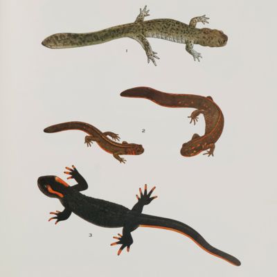 Amphibians of western China. [Rare hard copy].