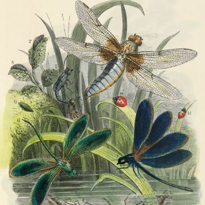 image for The butterfly vivarium, or, insect home: being an account of a new method of observing the curious metamorphoses of some of the most beautiful of our native insects. Comprising also a popular description of the habits and instincts of many of the insects of the various classes referred to; with suggestions for the successful study of entomology by means of an insect vivarium.