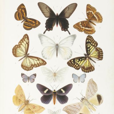 image for Lepidopteren. [In; Kükenthal, <em>Ergebnisse einer zoologischen Forschungsreise in den Molukken und Borneo</em>].