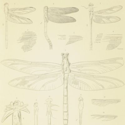 Die Insecten aus dem Lithographischen Schiefer im Dresdener Museum.
