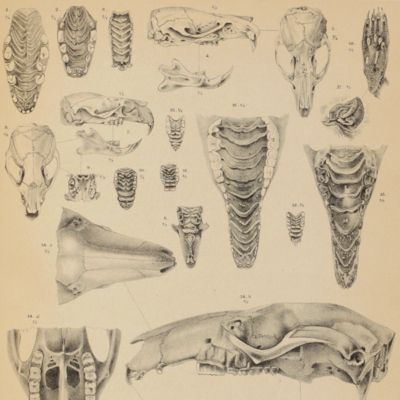 Nova Guinea. Uitkomsten der Nederlandsche Nieuw-Guinea-Expeditie in 1903 onder leiding van Dr. Arthur Wichmann. Résultats de l'expédition scientifique néerlandaise à Nouvelle-Guinée en 1903 sous les auspices de Arthur Wichmann chef de l'expédition. Vol. V. Zoologie. Livraison III. [AND] Uitkomsten der Nederlandsche Nieuw-Guinea-Expeditie in 1907 onder leiding van Mr. H. A. Lorentz. Résultats de l'expédition scientifique néerlandaise à la Nouvelle-Guinée en 1907 sous les auspices du Dr. H. A.  Lorentz. Vol. IX Zoologie Livraison I.