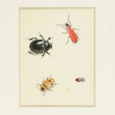 Four beetles. [Original watercolour].