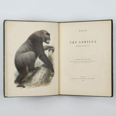 image for Memoir on the Gorilla ( <em>Troglodytes Gorilla</em>, Savage). [Presentation copy].