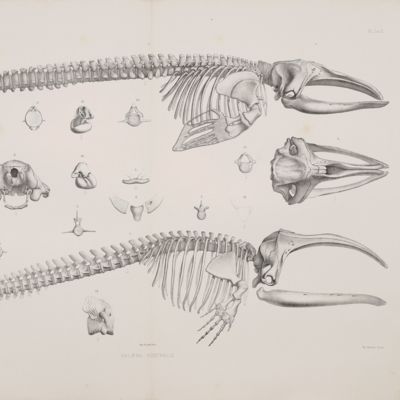 Ostéographie des cétacés vivants et fossiles comprenant la description et l'iconographie du squelette et du système dentaire de ces animaux ainsi que des documents relatifs a leur histoire naturelle.