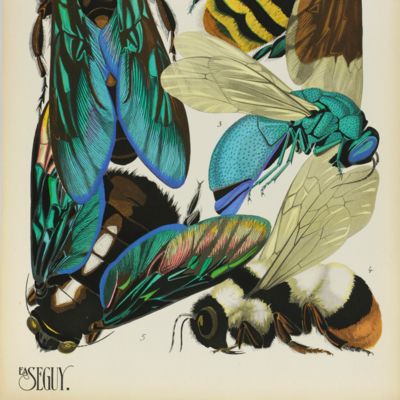 Insectes. Vingt planches en phototypie coloriées au patron donnant quatre-vingts insectes et seize compositions décoratives.