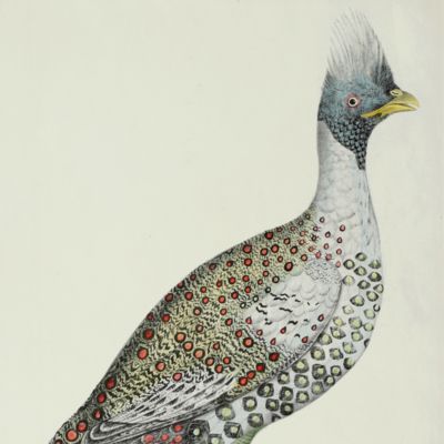 Blackheaded pheasant. Male [From: <em>Illustrations of Indian Zoology. Chiefly selected from the collection of Major-General Hardwicke. F.R.S.</em>].