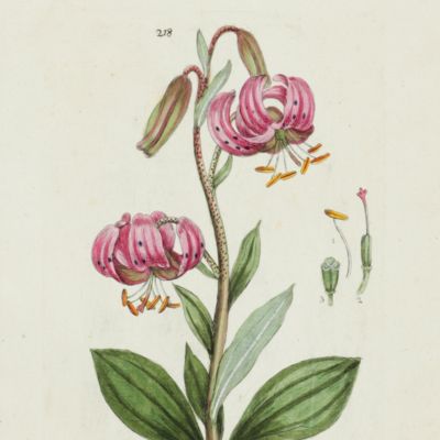 image for Botanica Pharmaceutica exhibens plantas officinalis quarum nomina indispensatoris recentur, cum Iconibus… Plate 218. <em>Lilium Martagon</em>.<em></em>