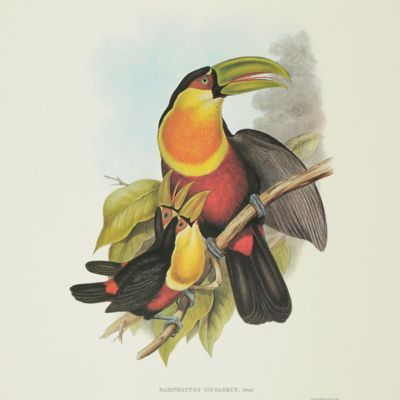 A toucan, <em>Ramphastos dicolorus</em>Gmelin. By John Gould.