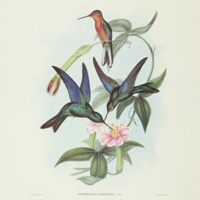 image for A hummingbird, the great sapphirewing, <em>Pterophanes temmincki</em> Gould. By John Gould.