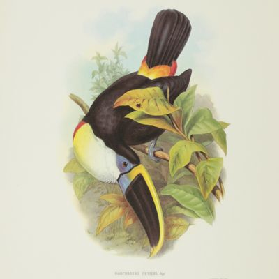 A toucan, <em>Ramphastos cuvieri</em>Wagler. By John Gould.