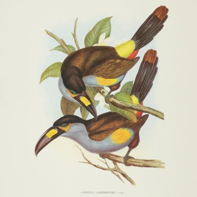 A toucan, <em>Andigena laminirostris</em>Gould. By John Gould.